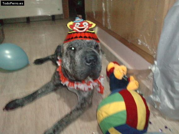 La foto del perro
