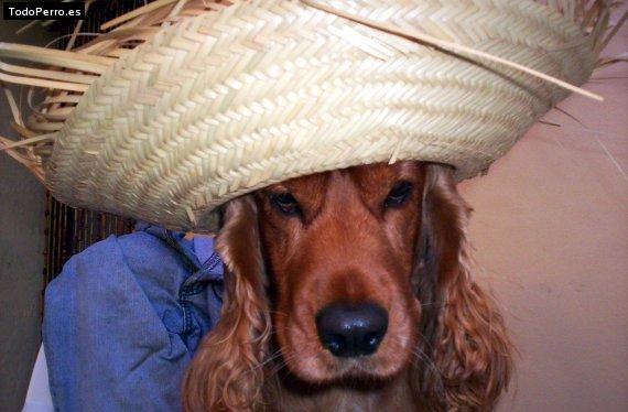 La foto del perro