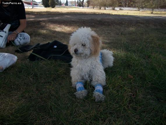 La foto del perro
