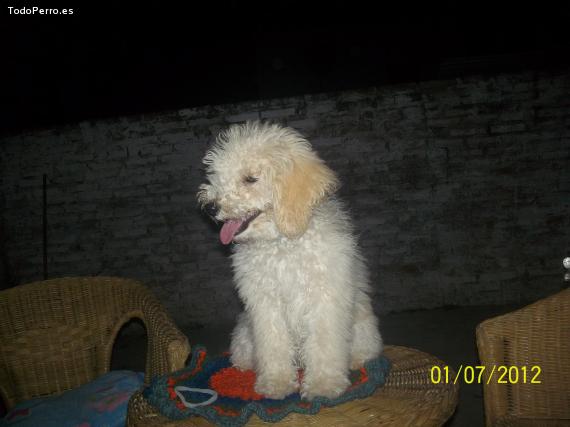 La foto del perro