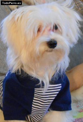 La foto del perro