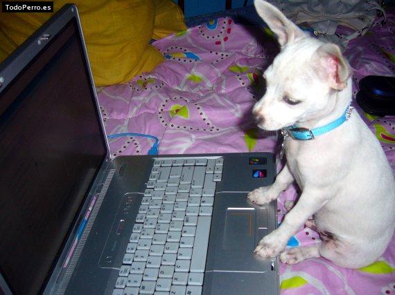 La foto del perro
