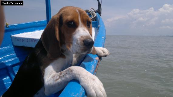 La foto del perro