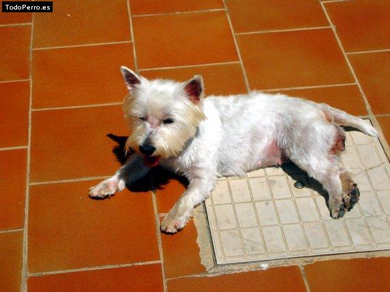 La foto del perro
