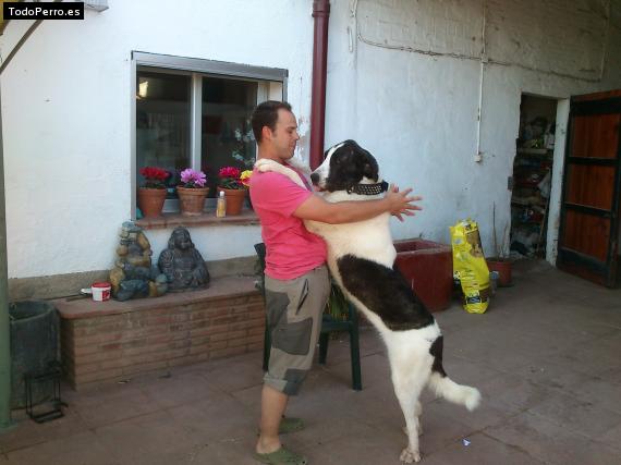 La foto del perro