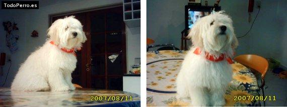 La foto del perro