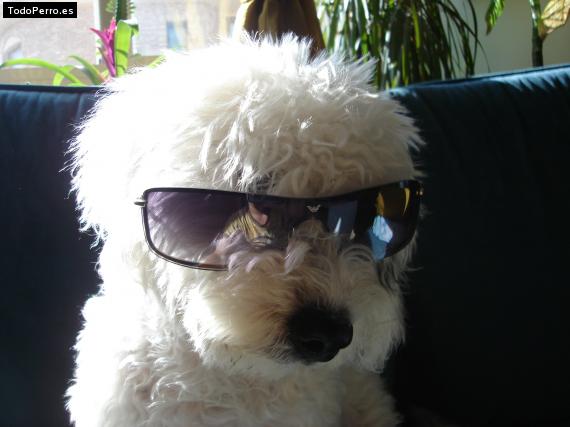 La foto del perro