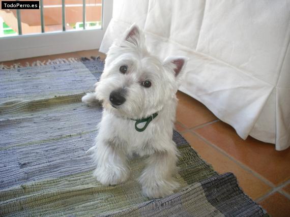 La foto del perro