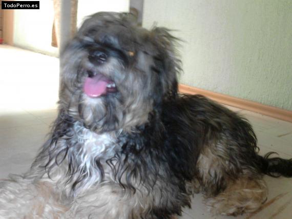 La foto del perro