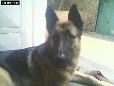 Foto del perro Dairon josé