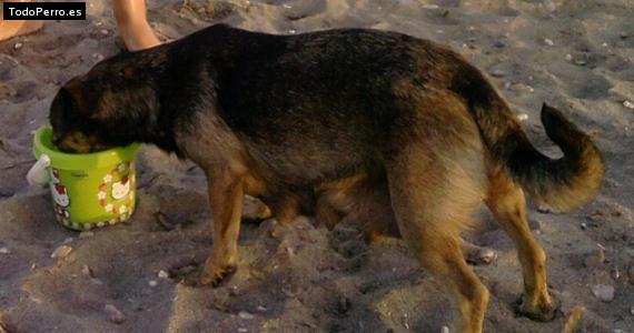 La foto del perro