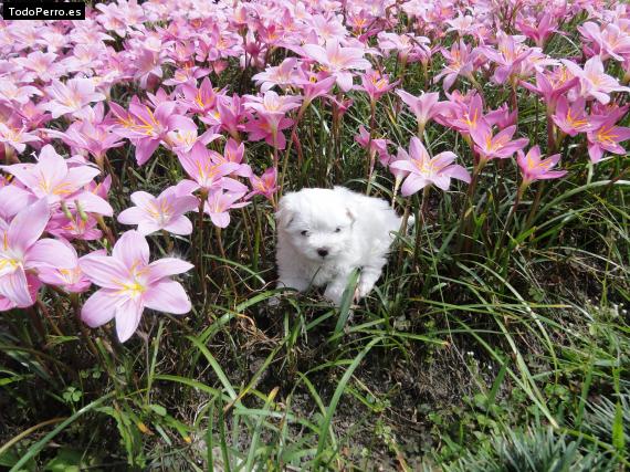 Foto del perro Susy