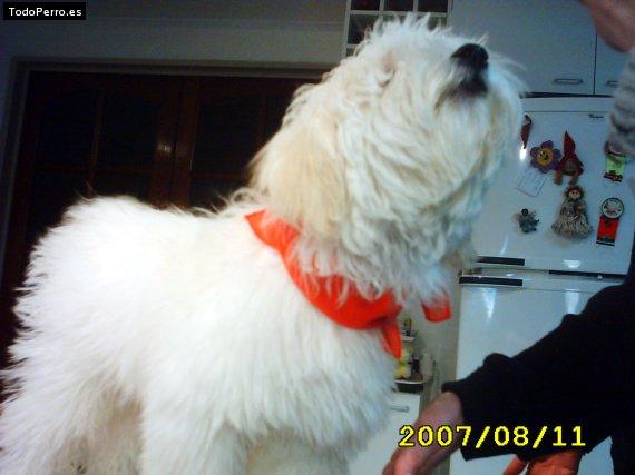 La foto del perro