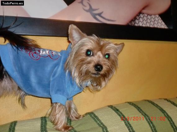 La foto del perro