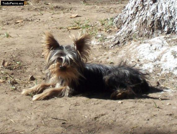 La foto del perro