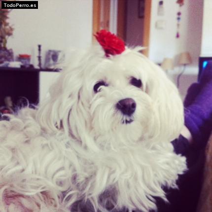 La foto del perro