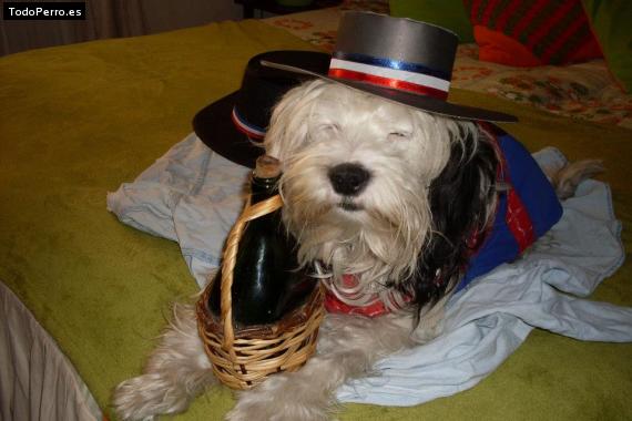 La foto del perro