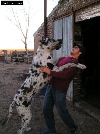 La foto del perro