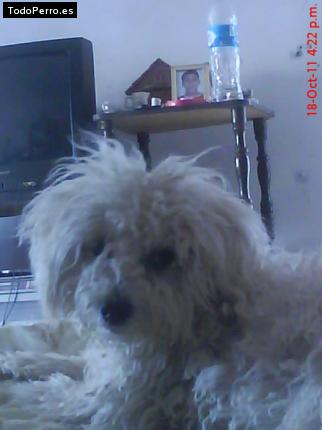 La foto del perro