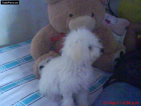 La foto del perro