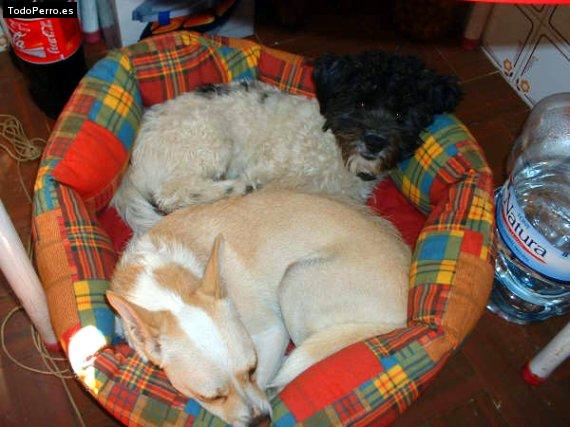 La foto del perro
