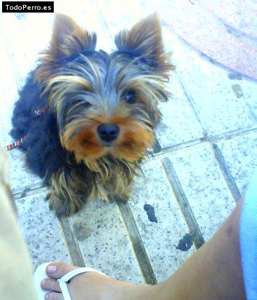 La foto del perro