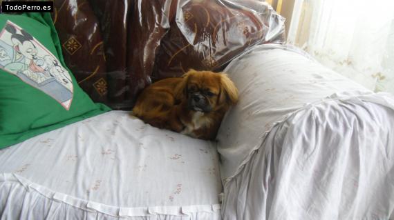 La foto del perro