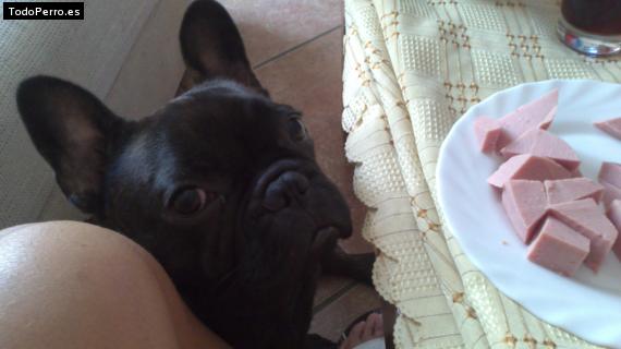 La foto del perro