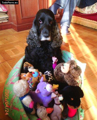 La foto del perro