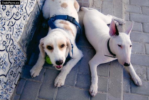 La foto del perro