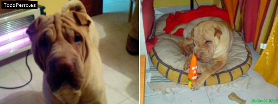 La foto del perro