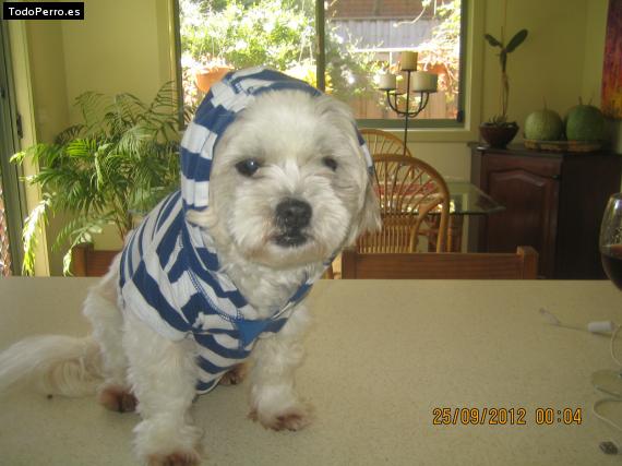 La foto del perro