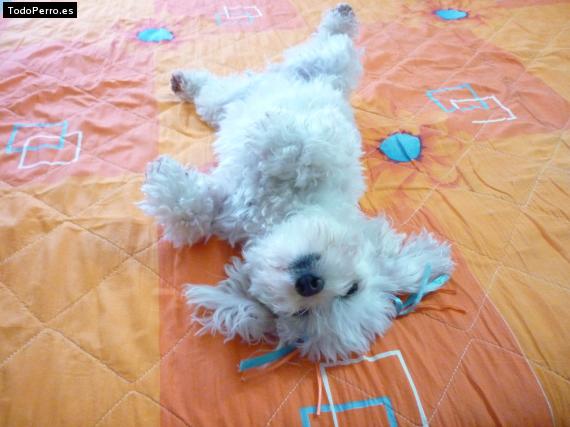 La foto del perro