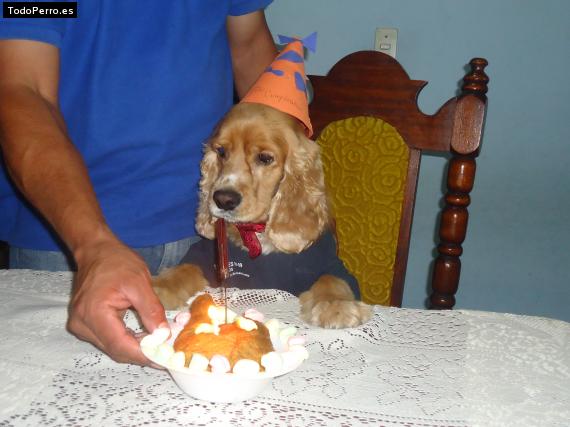 La foto del perro