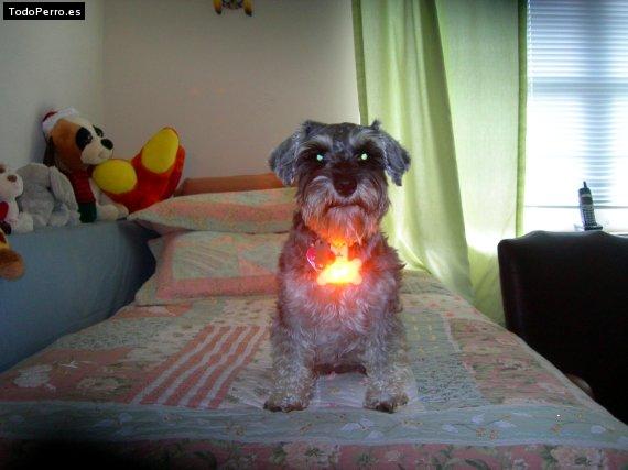 La foto del perro