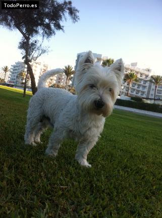 La foto del perro