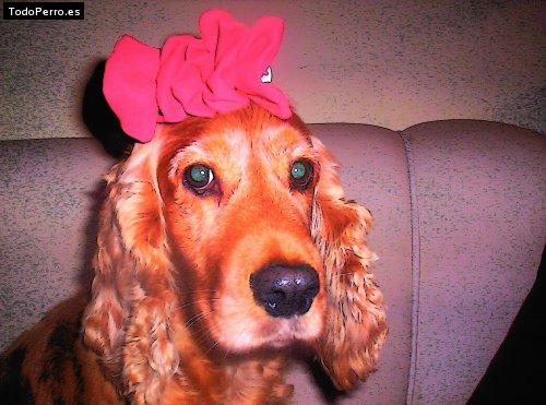 La foto del perro