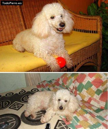 La foto del perro
