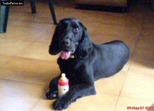La foto del perro
