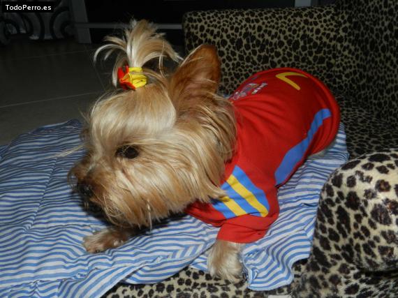 La foto del perro