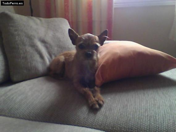 La foto del perro