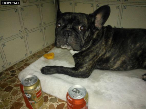 La foto del perro