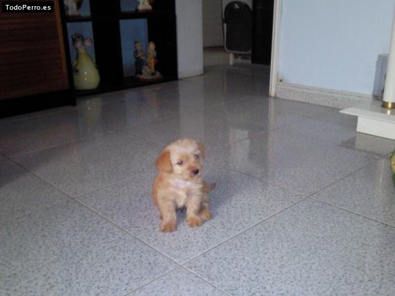 Foto del perro Wilou