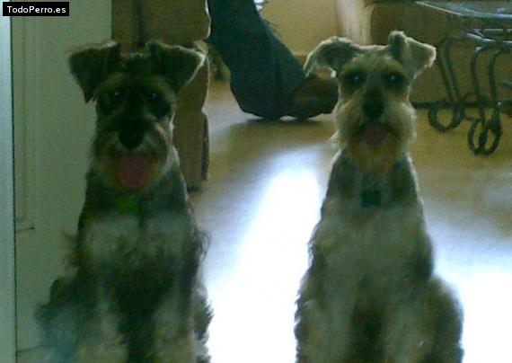 La foto del perro