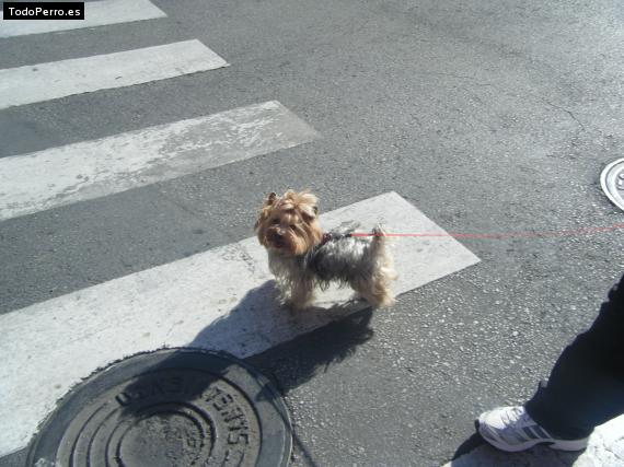 La foto del perro