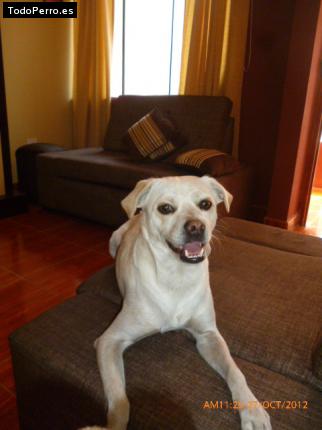 La foto del perro