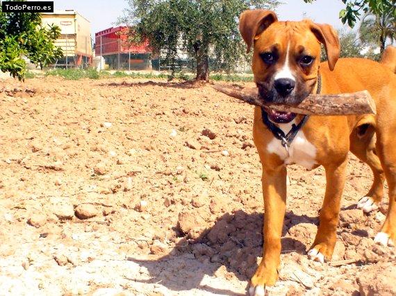 La foto del perro