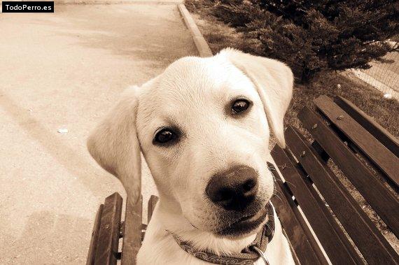 La foto del perro