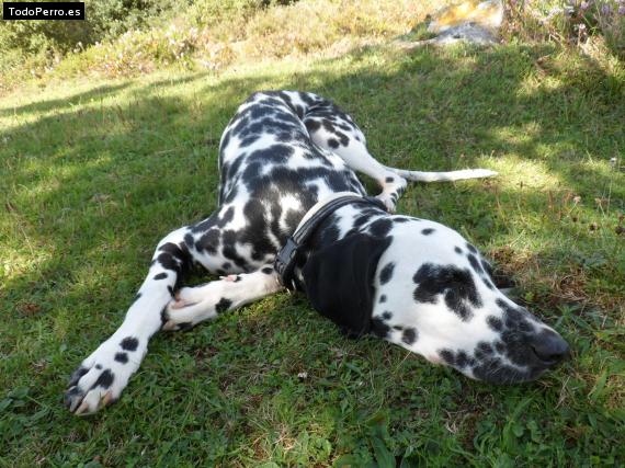 La foto del perro