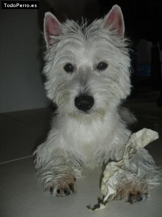 Foto del perro Tommy